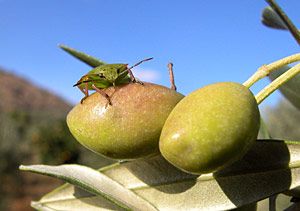 Nahaufnahme von grünen Oliven- ein Hauptbestandteil von Olivenölseife. Alepposeife ist 100% pflanzlich und frei von jedweden chemischen oder tierischen Zusatzstoffen.