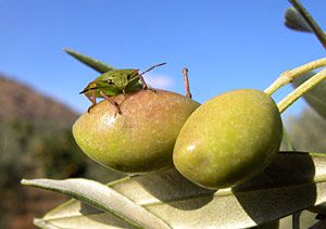 Nahaufnahme von grnen Oliven- ein Hauptbestandteil von Olivenlseife. Alepposeife ist 100% pflanzlich und frei von jedweden chemischen oder tierischen Zusatzstoffen.